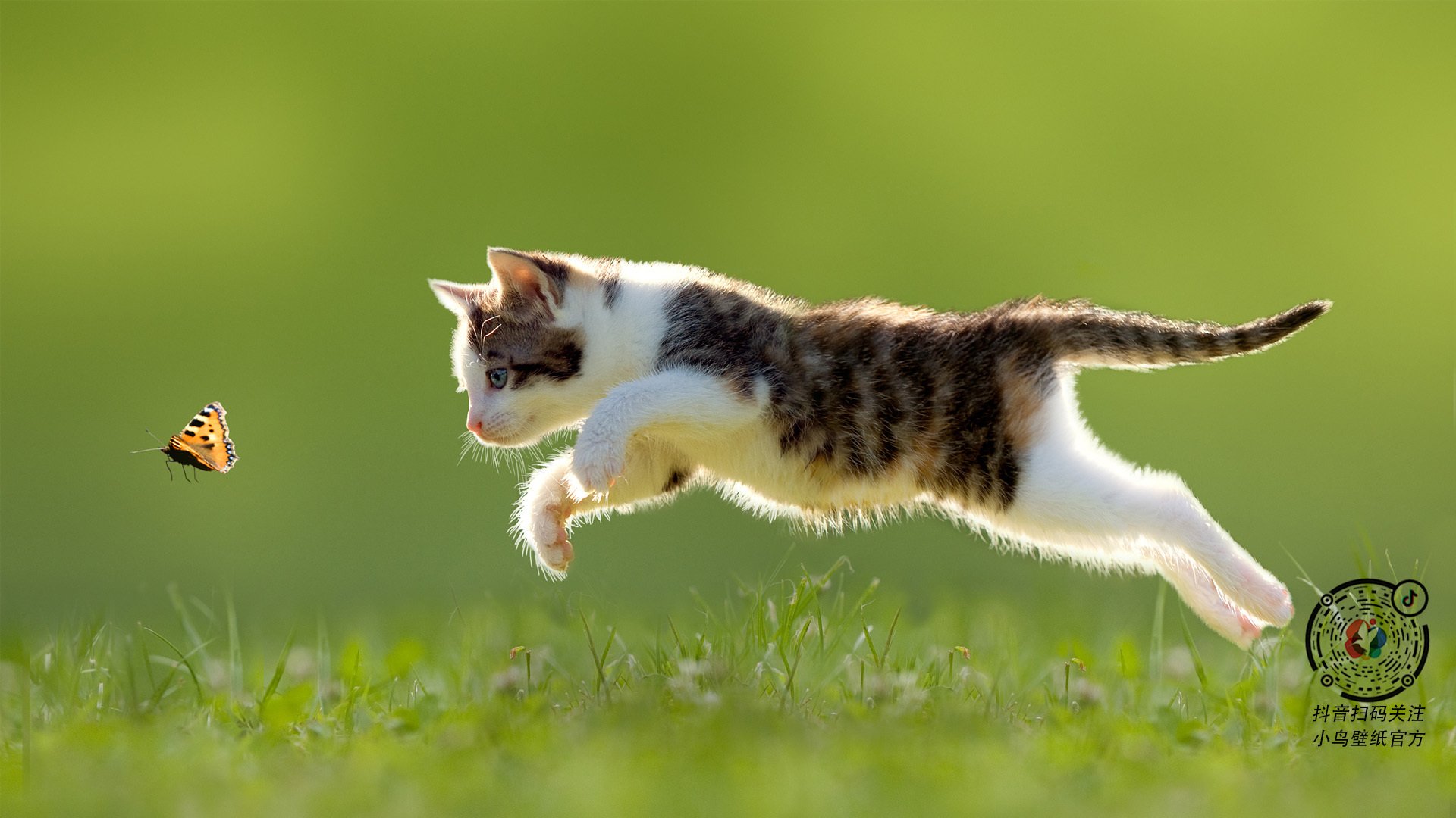 黄蜂单节拉开北京队，马克西大场面先生