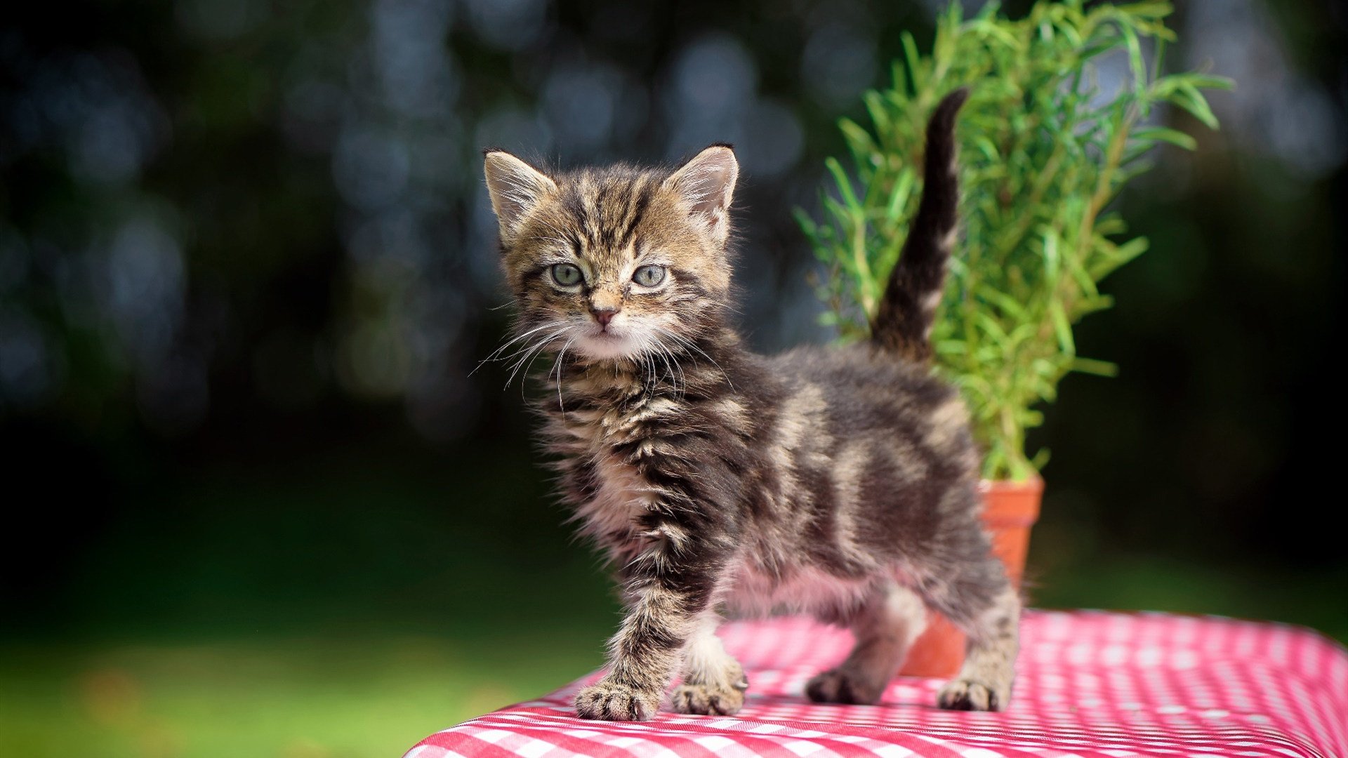 2026世界杯焦点战前瞻，战术纪律与团队韧性，几内亚如何稳稳拿下荷兰？